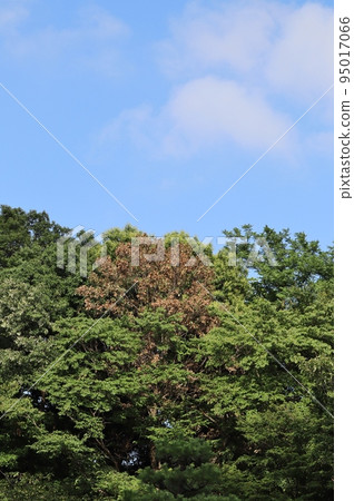 In parks and forests across the country, oak trees withered that can be mistaken for autumn leaves can be seen. In parks and forests across the country, oak trees withered that can be mistaken for autumn leaves can be seen. 95017066