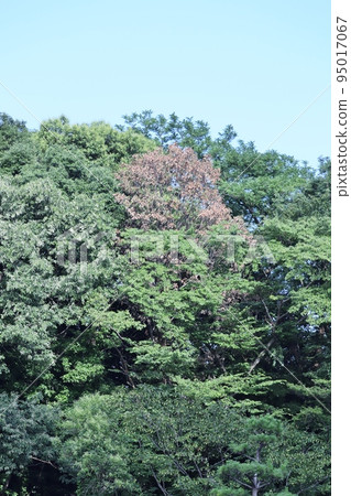 In parks and forests across the country, oak trees withered that can be mistaken for autumn leaves can be seen. In parks and forests across the country, oak trees withered that can be mistaken for autumn leaves can be seen. 95017067