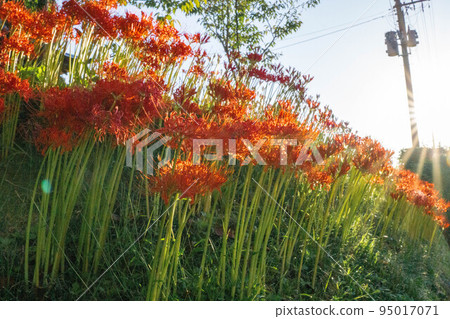 Cluster amaryllis 95017071