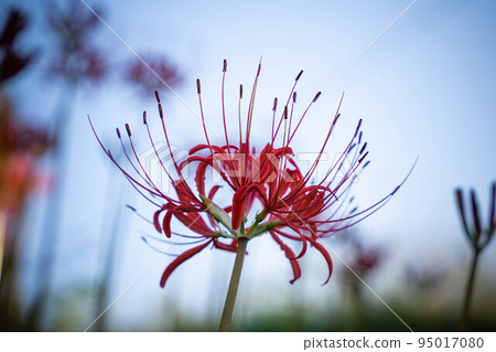 Cluster amaryllis Cluster amaryllis 95017080