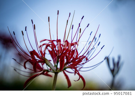 Cluster amaryllis 95017081