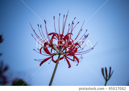 群集孤挺花 95017082