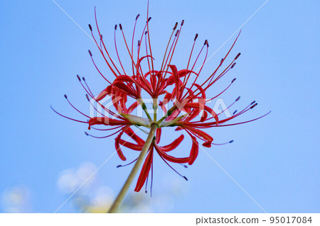 群集孤挺花 群集孤挺花 95017084