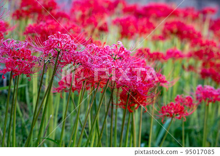 群集孤挺花 群集孤挺花 95017085