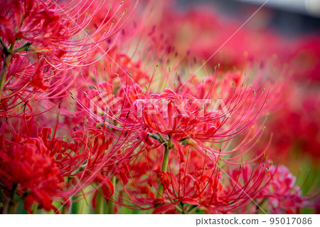 群集孤挺花 群集孤挺花 95017086