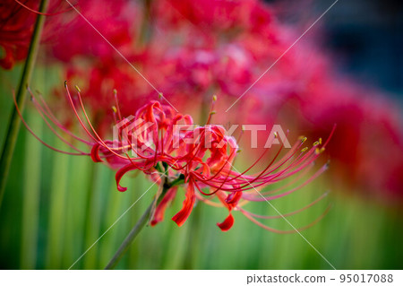 Cluster amaryllis 95017088