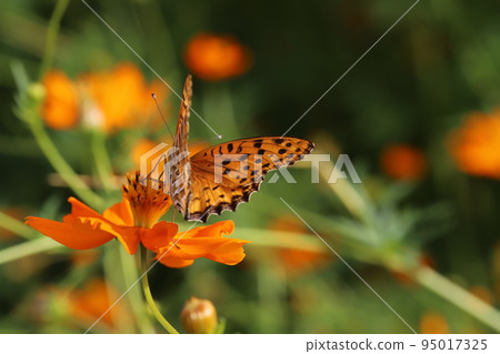 一隻雄性貝母蝴蝶從日本秋季花園盛開的橙色宇宙花中吸食花蜜 95017325