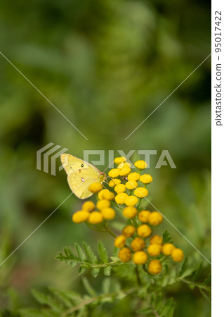 初秋的山頂花園Monkicho 95017422