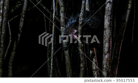 Night portrait of Daubentonia madagascariensis aka Aye-Aye lemur, Atsinanana region, Madagascar Night portrait of Daubentonia madagascariensis aka Aye-Aye lemur, Atsinanana region, Madagascar 95017553