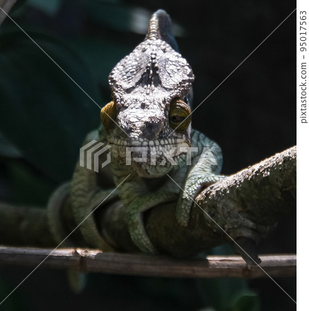 portrait of Parson's chameleon aka Calumma parsonii in Andasibe-Mantadia National Park, Madagascar portrait of Parson's chameleon aka Calumma parsonii in Andasibe-Mantadia National Park, Madagascar 95017563