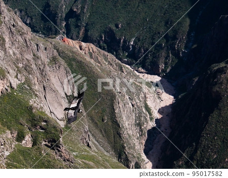 Condors above the Colca canyon at Condor Cross or Cruz Del Condor viewpoint, Chivay, Peru 95017582
