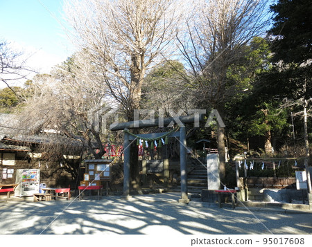 Kuzuharaoka Shrine in Kamakura City (near the stone torii on the approach) 95017608