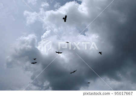 Crows flying against storm sky Crows flying against storm sky 95017667