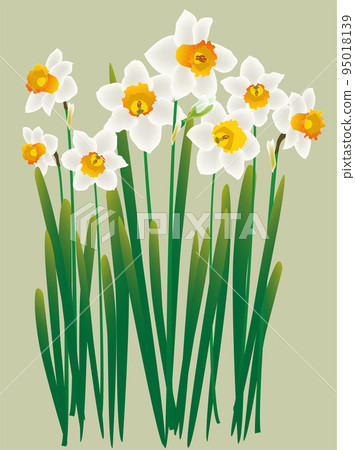 盛開的水仙花白花顏色背景 95018139