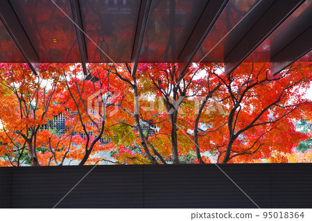 A fantastic autumnal window with the reflection of maple leaves. A fantastic autumnal window with the reflection of maple leaves. 95018364