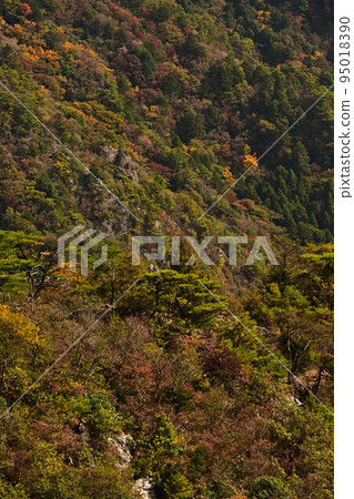 塔基山秋葉 塔基山秋葉 95018390