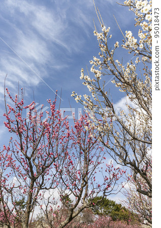 梅園風景紅白梅花-34-照片素材（圖片） [95018473] - PIXTA圖庫 