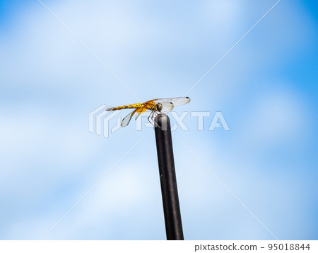 Ushubitimbo 95018844