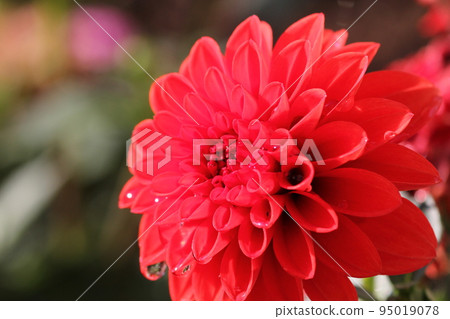 Dahlia Dahlia 95019078