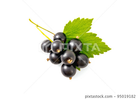 Blackcurrant berries with leaf top 95019182