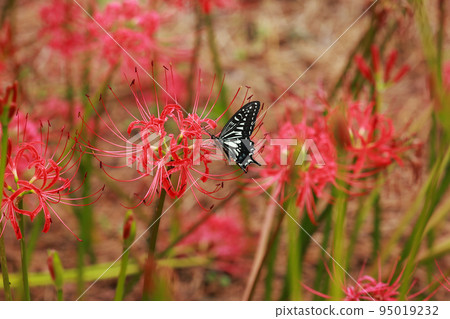 Swallowtail perched on a cluster amaryllis 95019232