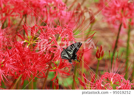 燕尾棲息在一簇孤挺花上 95019252