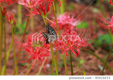 燕尾棲息在一簇孤挺花上 95019253