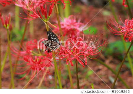 燕尾棲息在一簇孤挺花上 95019255