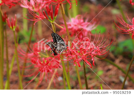 Swallowtail perched on a cluster amaryllis Swallowtail perched on a cluster amaryllis 95019259