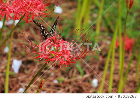 Swallowtail perched on a cluster amaryllis Swallowtail perched on a cluster amaryllis 95019268