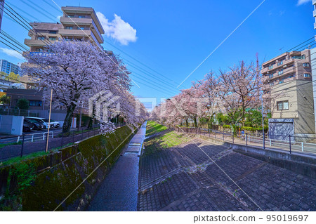 Near Ochiai 1-chome, Tama-shi, Tokyo in spring View of cherry blossom trees on the west side from Udonone Bridge on the Kodagawa River 95019697