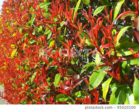 紅知更鳥在春天樹葉的樹籬中 95020100