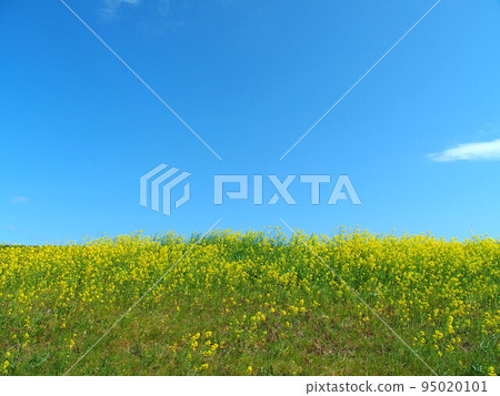 江戶川河畔的油菜花和藍天 95020101