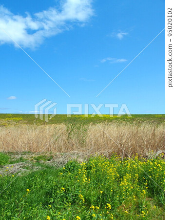 油菜花盛開的荻原枯萎的江戶川河床景觀 95020102