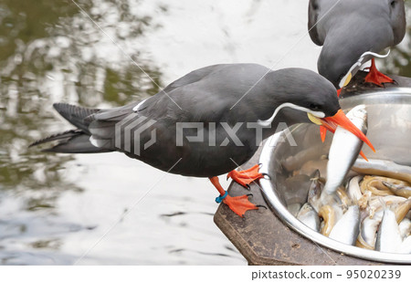 Healthy Inca Tern eating fish from a metal bowl 95020239