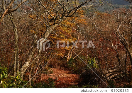 塔基山秋葉 塔基山秋葉 95020385