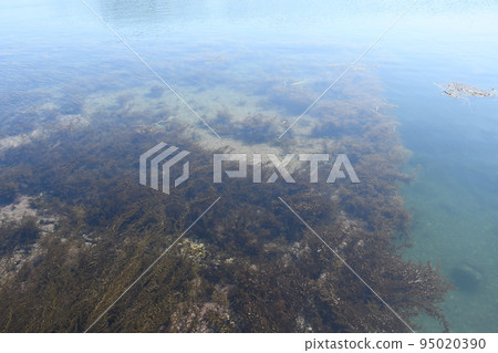 通往海藻床的大海 通往海藻床的大海 95020390