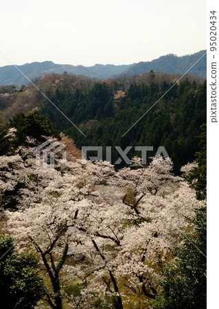 山中的染井吉野佐久[4月相模原市築井] 95020434