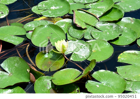 A water lily bloomed in the water that accumulated in the jar hole 95020451