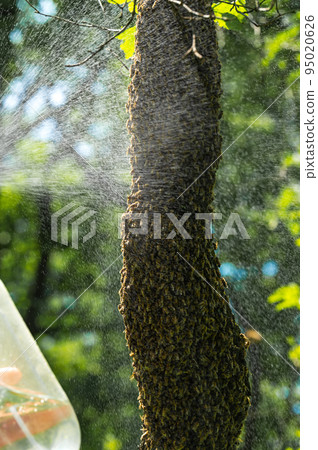 Spraying a swarm of bees with water, honey bees are wet. Spraying a swarm of bees with water, honey bees are wet. 95020626
