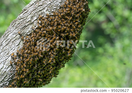 Honey bees swarm on trees, insects are workers. 95020627