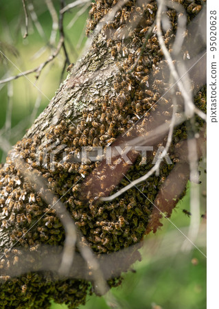 A small swarm of bees swarms on a tree in the garden. A small swarm of bees swarms on a tree in the garden. 95020628