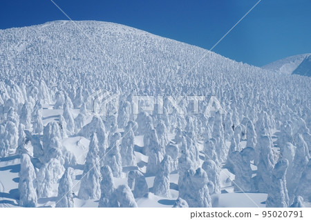 藍天下的棗地藏山的霜樹 95020791