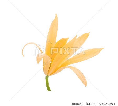 White Champaka flowers isolated on white background White Champaka flowers isolated on white background 95020894