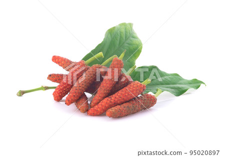 Piper retrofractum isolated on white background Piper retrofractum isolated on white background 95020897