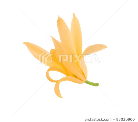 White Champaka flowers isolated on white background White Champaka flowers isolated on white background 95020900