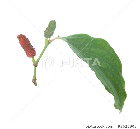 Piper retrofractum isolated on white background Piper retrofractum isolated on white background 95020903