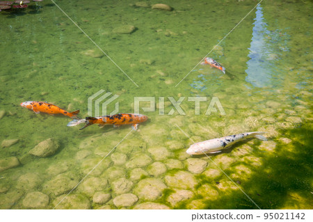 Koi carp in a japanese garden pond Koi carp in a japanese garden pond 95021142