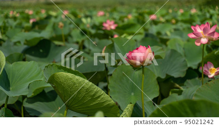 A pink lotus flower sways in the wind, Nelumbo nucifera. Against the background of their green leaves. Lotus field on the lake in natural environment. A pink lotus flower sways in the wind, Nelumbo nucifera. Against the background of their green leaves. Lotus field on the lake in natural environment. 95021242