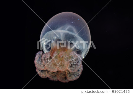 Octopus jellyfish (color jelly) Octopus jellyfish (color jelly) 95021455